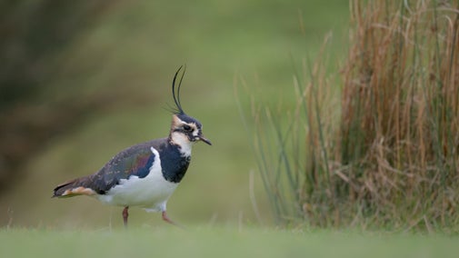 A ground-nesting lapwing bird stepping through grass near the Blackwater Estuary, Essex